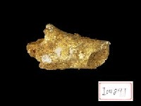 藏品(鹿類牙齒.肢骨)的圖片